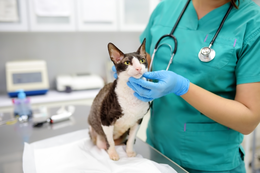 New veterinary clinic coming to Webster